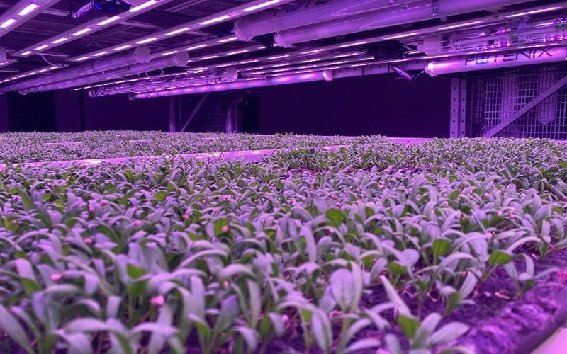  Turning plant data into energy savings: Insights from the ACDC system vertical farm trial