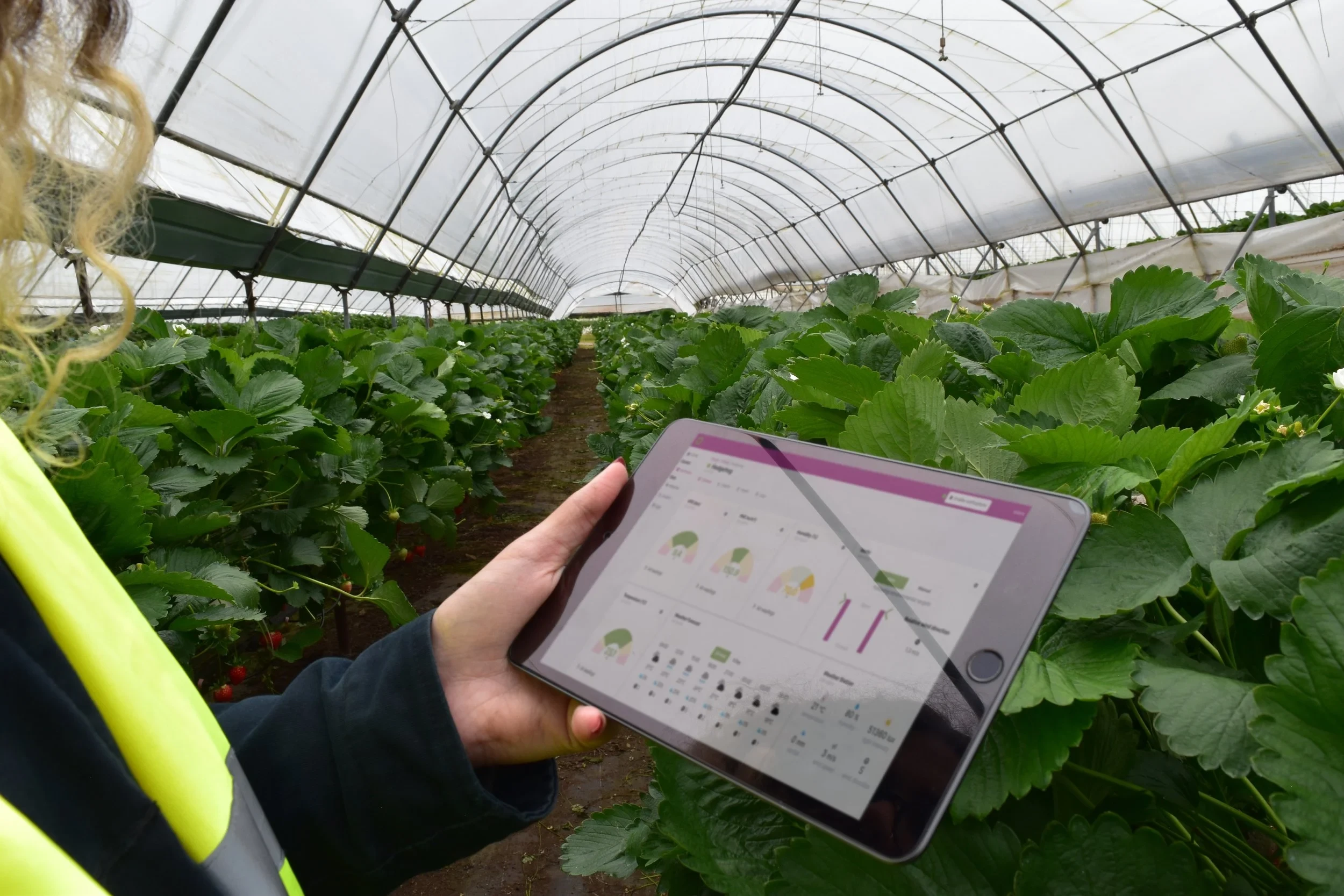  Ostara Partners with Haygrove for Trials to Enhance Polytunnel Growing Environment