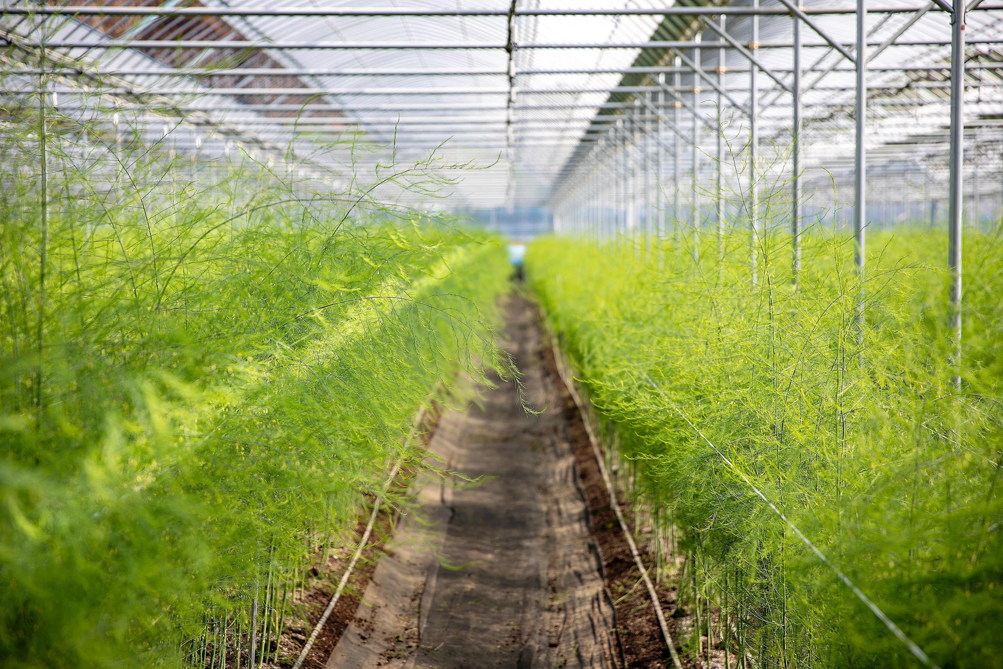 Why polytunnels are protected agriculture’s pragmatic future