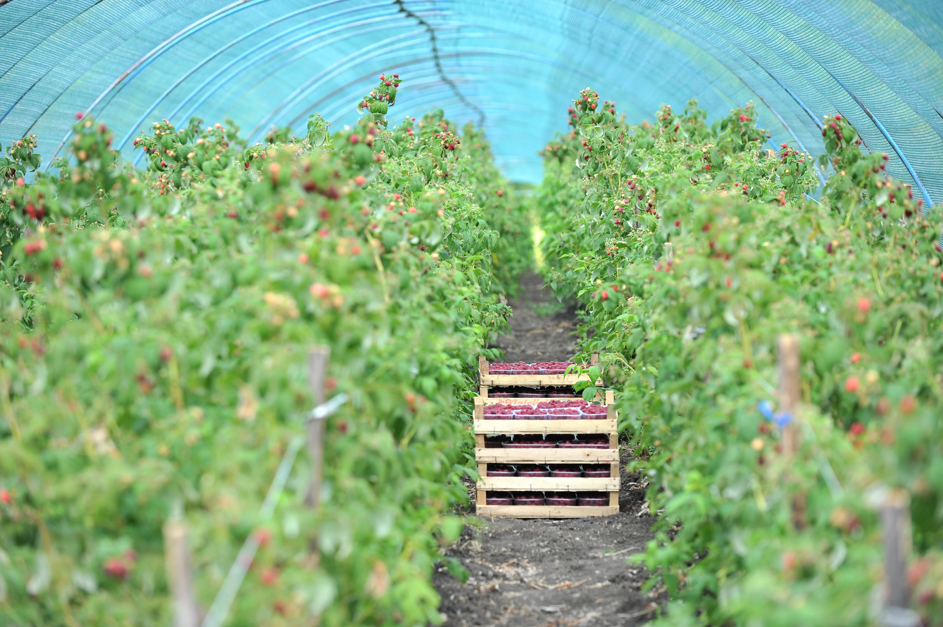 Temperature control systems for polytunnels: everything you need to know